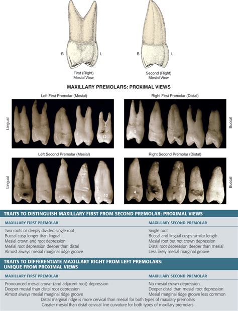 Type traits that distinguish maxillary first from second premolars.